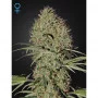 Сорт семян каннабиса Auto Super Bud Feminised Silver